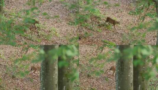 山猫，森林，猫，栖息地高清在线视频素材下载