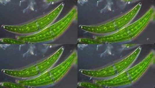 藻类，细胞，研究，光合作用高清在线视频素材下载