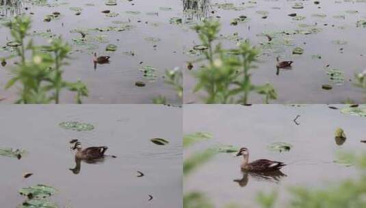 一只鸭子漂浮在湖上的镜头高清在线视频素材下载