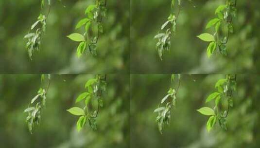 雨中的树叶高清在线视频素材下载