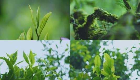 茶叶茶园生态热带雨林云雾森林茶树芽微生物高清在线视频素材下载