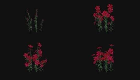 矮牵牛植物花卉3D渲染高清在线视频素材下载