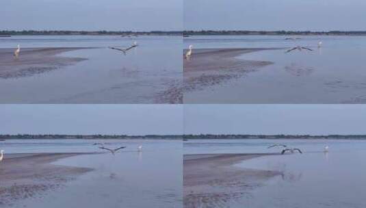 黄河生态湿地保护环境高清在线视频素材下载