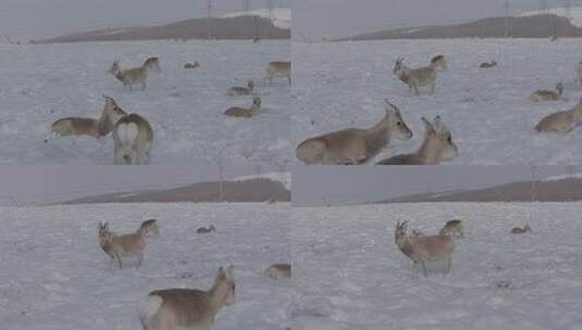 冬季雪地来了野生动物黄羊高清在线视频素材下载