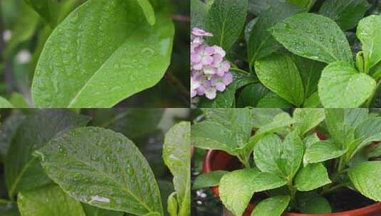 雨滴落在植物叶子上高清在线视频素材下载