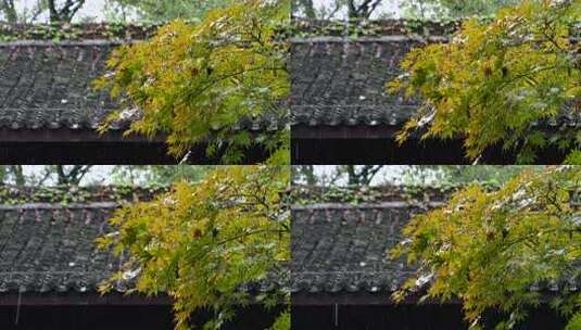 下雨天古风屋檐前的植物高清在线视频素材下载