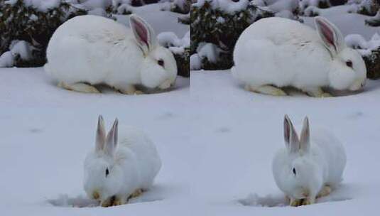 雪地一只白兔高清在线视频素材下载