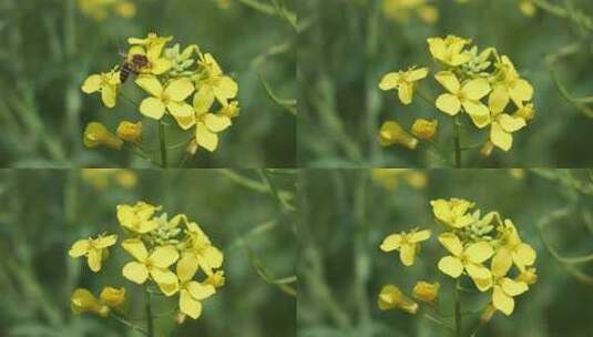 蜜蜂在油菜花上采蜜的自然景象高清在线视频素材下载