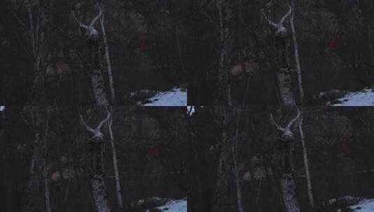 冬天 冬季 寒冷 凄凉 冷漠高清在线视频素材下载