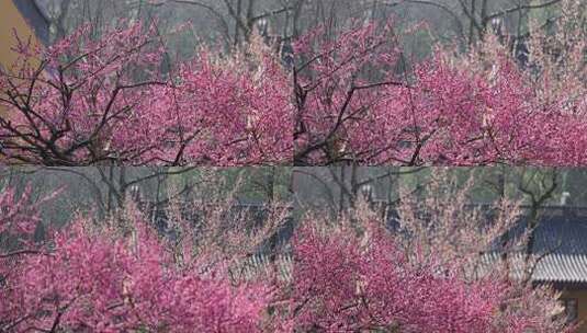 杭州灵隐寺梅花盛开高清在线视频素材下载