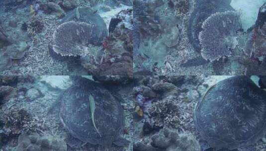 海底的生物高清在线视频素材下载