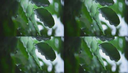 非常近距离拍摄的被雨水淋湿的树叶高清在线视频素材下载