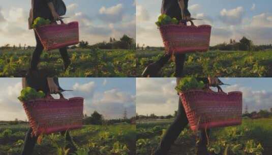 女人在采摘蔬菜高清在线视频素材下载