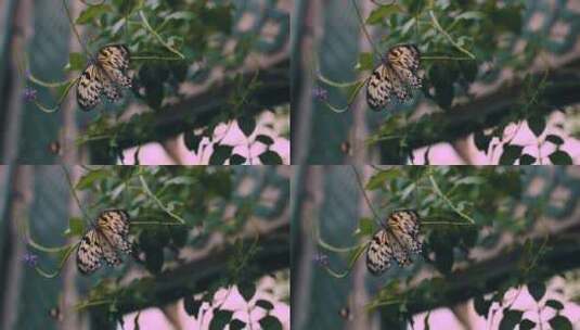 多彩的蝴蝶在植物上飞舞高清在线视频素材下载