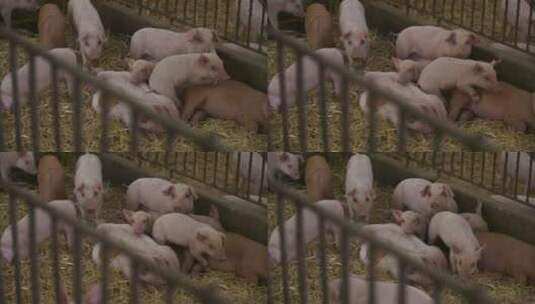猪场中的小猪仔高清在线视频素材下载