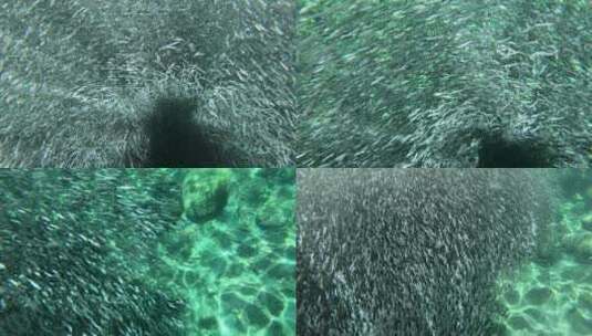 迷幻图案凤尾鱼诱饵球的水下镜头 高清在线视频素材下载