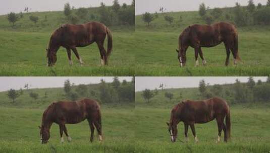 在雨天的牧场上的马高清在线视频素材下载