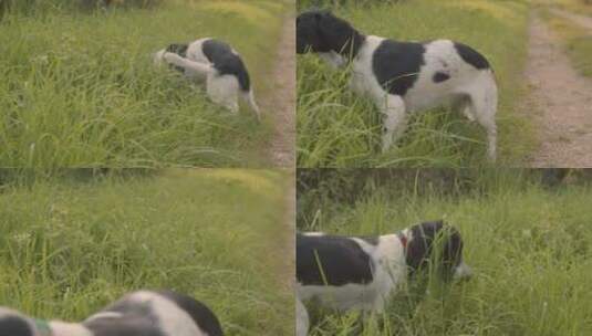 狗狗在草地上玩耍高清在线视频素材下载
