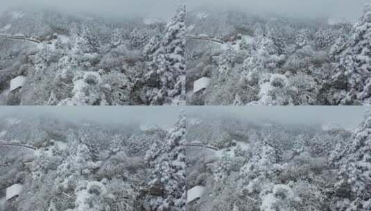 航拍湖北神农架冬季冬天冰雪雪松雪景高清在线视频素材下载