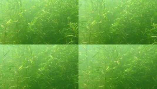 水下摄影生态治理水环境水草高清在线视频素材下载