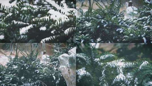 下雪雪花绿化带小区植被雨雪冬天风景高清在线视频素材下载