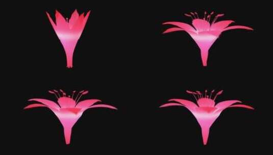 粉色百合花开高清在线视频素材下载