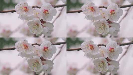 杏花开花特写高清在线视频素材下载