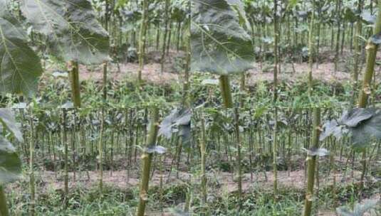 种植甘蔗4K实拍视频高清在线视频素材下载