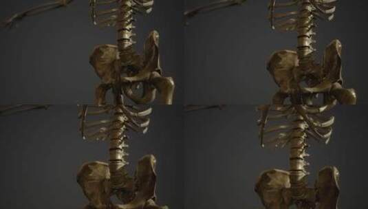 人体 骨骼 骨架 脊柱 脊椎 医学 头骨高清在线视频素材下载
