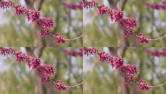 【镜头合集】北京植物园紫色花朵粉红色花高清在线视频素材下载