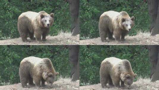 在森林里漫步的熊高清在线视频素材下载