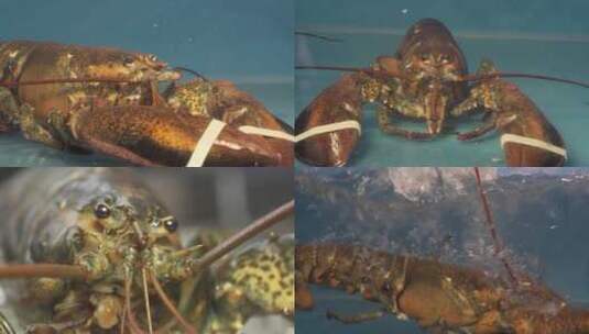 龙虾 澳洲龙虾高清在线视频素材下载
