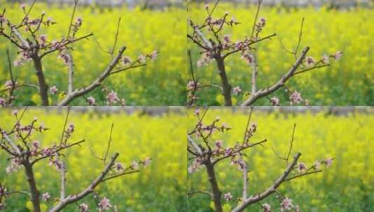 4K唯美自然风景油菜花桃花高清在线视频素材下载