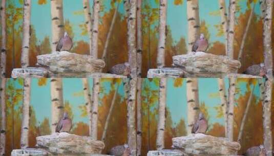珠颈斑鸠在岩石上高清在线视频素材下载