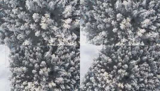 飞过白雪覆盖的森林的树梢高清在线视频素材下载