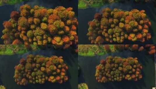 航拍秋季红色水上森林高清在线视频素材下载