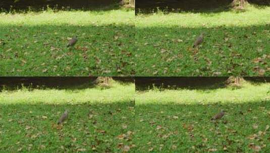 自然动物池鹭红毛鹭沼鹭公园鸟类特写实拍4K高清在线视频素材下载