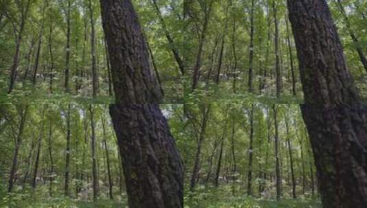 森林茂密树木成长高清在线视频素材下载