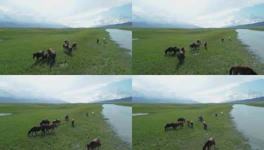 新疆蓝天下一群马悠闲的在河边草地上觅食高清在线视频素材下载