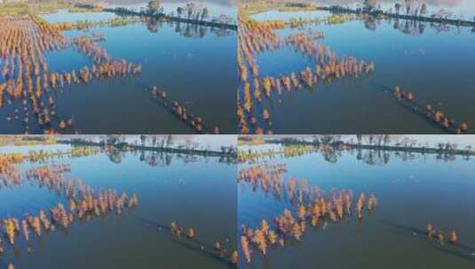 南滇池国家湿地公园秋色航拍高清在线视频素材下载