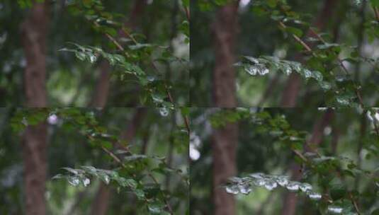 雨水拍打树叶高清在线视频素材下载