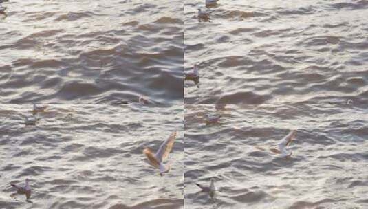 海鸥在西昌邛海水面飞翔慢镜头特写高清在线视频素材下载