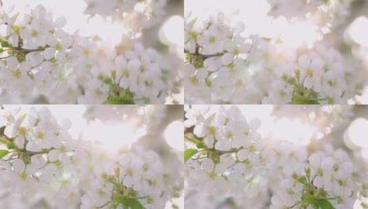 阳光下的白色花朵高清在线视频素材下载