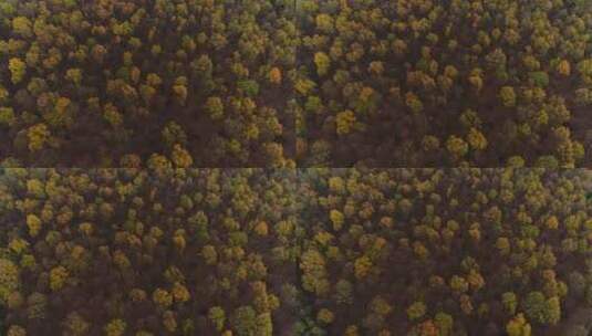 航拍秋季的森林高清在线视频素材下载