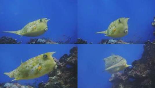 水族馆里有趣的鱼高清在线视频素材下载