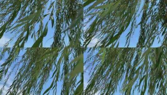 4k湖边的柳树 柳叶 杨柳依依和蝉鸣高清在线视频素材下载