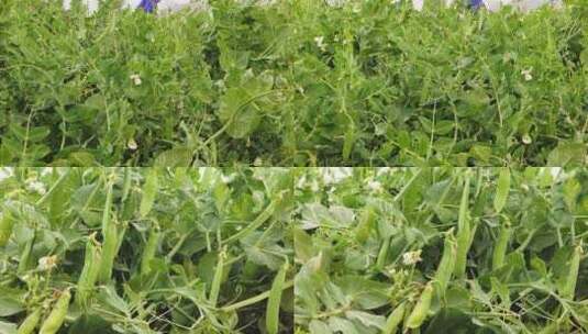 豌豆种植高清在线视频素材下载
