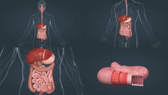 消化系统 肠胃 小肠 解剖学 三维动画高清在线视频素材下载