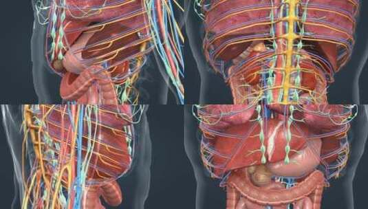 医学人体解剖肝胆肠胃肾脏肺部三维动画高清在线视频素材下载