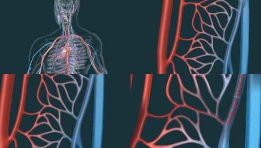 血液体循环肺循环医学血管动静脉三维动画高清在线视频素材下载
